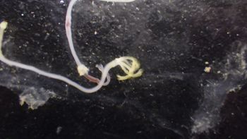 Media type: image;   Invertebrate Zoology 153512 Description: live specimen;